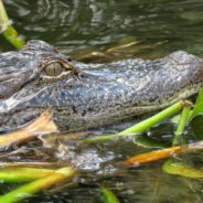 Florida Animal Control Officer Rescues Stray Dog Clinging To Log In Alligator-Infested Swamp