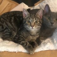 Foster Fails and Best Buddies Adopted Together: Rescue Cat Success Stories