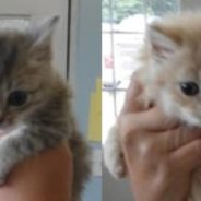 Foster Kittens Help Family Recover From COVID-19, So They Decide to Adopt Them