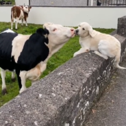 Golden Retriever Has Emotional Reunion With Cow He Hasn’t Seen In Months