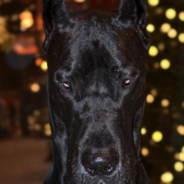 Great Dane Goes Viral For Looking Like Batman