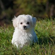 Groomer Sparks Backlash For Dying Her Dog’s Fur Multiple Colors