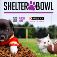 Help Us Make a Touchdown For Rescued Animals In The 6th Annual Shelter Bowl