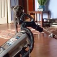 How To Get Your Dog Used To The Vacuum