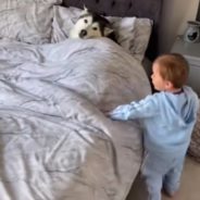 Husky Refuses To Get Out Of Bed, But Agrees To Share It With Toddler