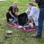 K-9 Arlo Shot Twice During High-Speed Chase Receives Police Escort After Being Released From Hospital