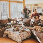 Man Builds Massive Snow Maze For His Senior and Special Needs Rescue Dogs