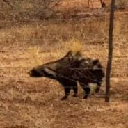 Man Rescues African Civet Entangled In Wire Fence