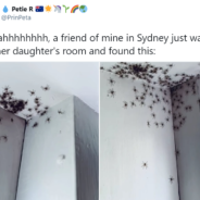 Mom Walks Into Daughter’s Bedroom And Finds Dozens Of Spiders Crawling On Her Ceiling