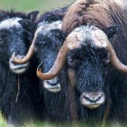 Muskoxen Are Growing In Population After Facing Near Extinction