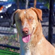 Neglected Dog Who Lost Both His Eyes Is Adopted By Visually-Impaired Veteran And His Family