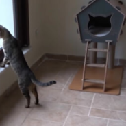 Outdoor Cats Explore The Inside Of A House For The First Time