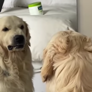 Owner Catches Dog Practicing Mean Faces At Himself In The Mirror