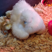 Owners Surprised When Their Pet Chicken Hatched A Duck