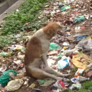 Paralyzed Dog Gets Upset With Rescuers But Their Patience Pays Off