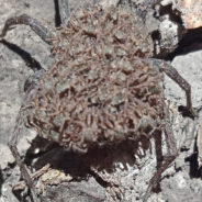 Photo Of Mama Wolf Spider Carrying Thousands Of Babies On Her Back Goes Viral