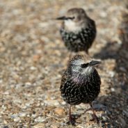 Photographer Captures The Beauty Of A Starling Murmuration