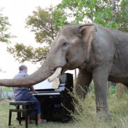 Pianist Plays Classical Music For Senior Rescue Elephant