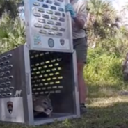 Rehabilitated Florida Panther Released Back Into The Wild After Getting Struck By A Car