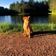 Rescue Dog Finds Her Perfect Match at Same Shelter Where She Was Adopted