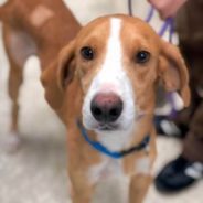 Rescue Dog’s Flight Gets Diverted By Thunderstorm, Airport Worker Falls in Love and Adopts Him