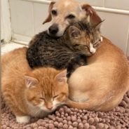 Rescued Mama Dog Loves Helping Her Human Foster Orphaned Kittens