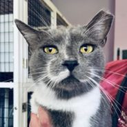 Resident Outdoor Cat is Finally Adopted After Living Outside an Apartment Complex For Over a Year