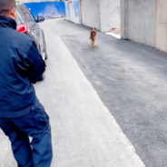 Retired Police Dog Starts Crying When She Meets Her Former Partner