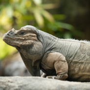 Rhinoceros Iguana At Steve Irwin’s Zoo Is Declared The Oldest In The World