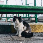 Saving Cookie The Cat From Becoming A Meal