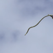 Science Has Revealed How Snakes Glide Through The Air