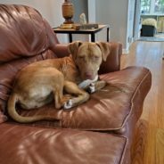 Shelter Volunteer Falls in Love with Sweet Rescue Pup