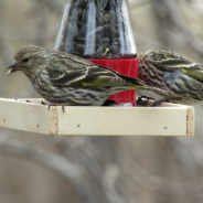 Sick And Dead Birds Showing Up Around Backyard Feeders As Salmonellosis Outbreak Worsens