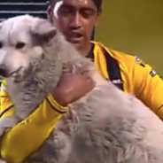 Stray Dog Interrupts Soccer Match And Ends Up Getting Adopted By A Player