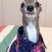 Stylish Italian Greyhound Complains About Quarantine Life In Relatable TikTok Videos