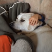 The Incredible Friendship Between A Boy And His Autism Service Dog