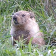 The Very Surprising History Behind Groundhog Day