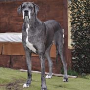 The World’s Tallest Dog, Freddy The Great Dane, Passes Away At Age 8