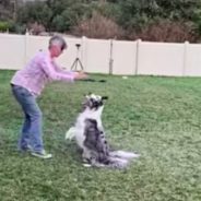 Two Border Collies Set World Record For Most Tricks Performed In One Minute