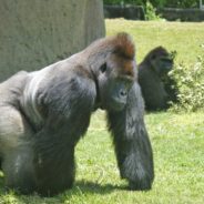 Two Gorillas Test Positive For Coronavirus At San Diego Zoo