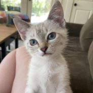 Two-Week-Old Kitten Found at an AirBNB Learns How to Cat from Foster Mom and Finds New Home