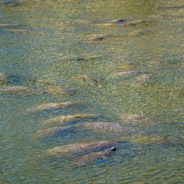 U.S. Fish and Wildlife Investigating Harassment Of Florida Manatee Found With ‘Trump’ Etched On Its Back