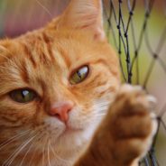 UK Veterinarians Want Compulsory Spaying And Neutering Of Cats And Dogs To Stop Overbreeding