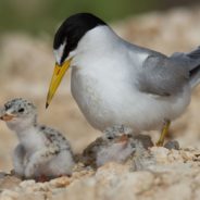 US Bird Removed From The Endangered Species List After Populations Found Thriving