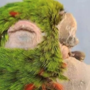 Vet Saves Parrot By Creating A Prosthetic Beak