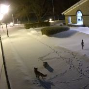 Watch As A Red Fox And Snow Owl Face-Off In Security Footage