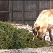 WATCH: Reindeer, Bison, And A Polar Bear Play With Recycled Christmas Trees At Brookfield Zoo