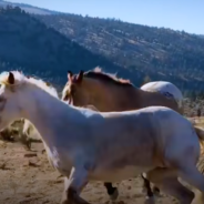 Wild Horse Immediately Recognizes His Girlfriend After Two Years Apart