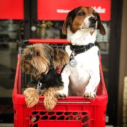 With One of These Pups Suffering From Paralysis, They Never Thought This Bonded Pair Would Be Adopted