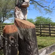 Woman Gets Spooked By Rare ‘Demon Bird’ With A Ghostly-Sounding Call